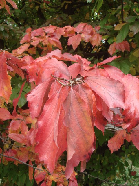 Parrotia persica feuille automne